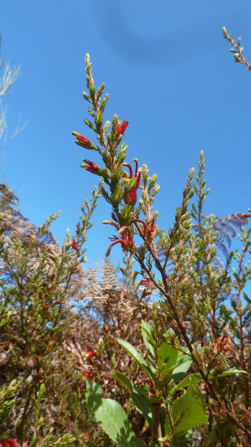 Erica versicolor flower