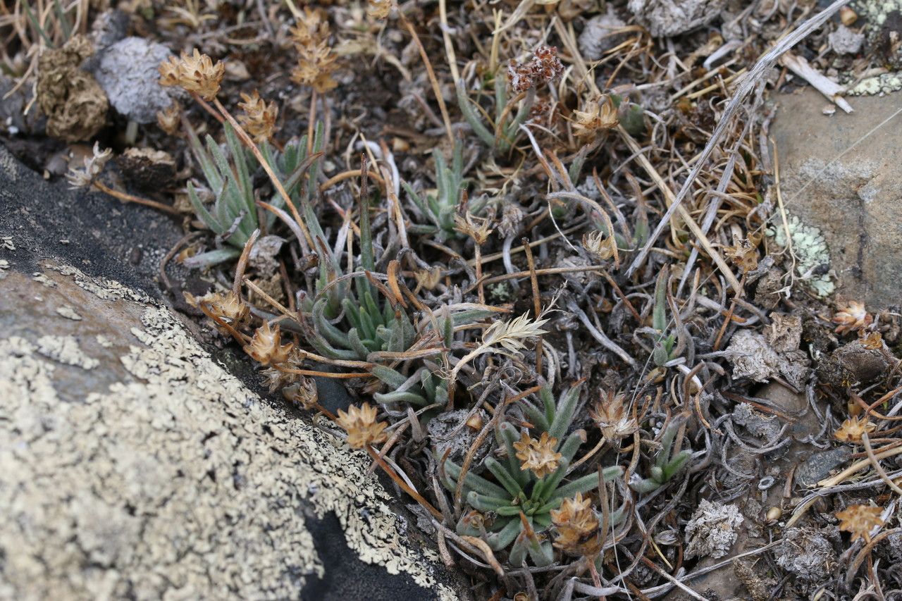 Plantago sericea habit