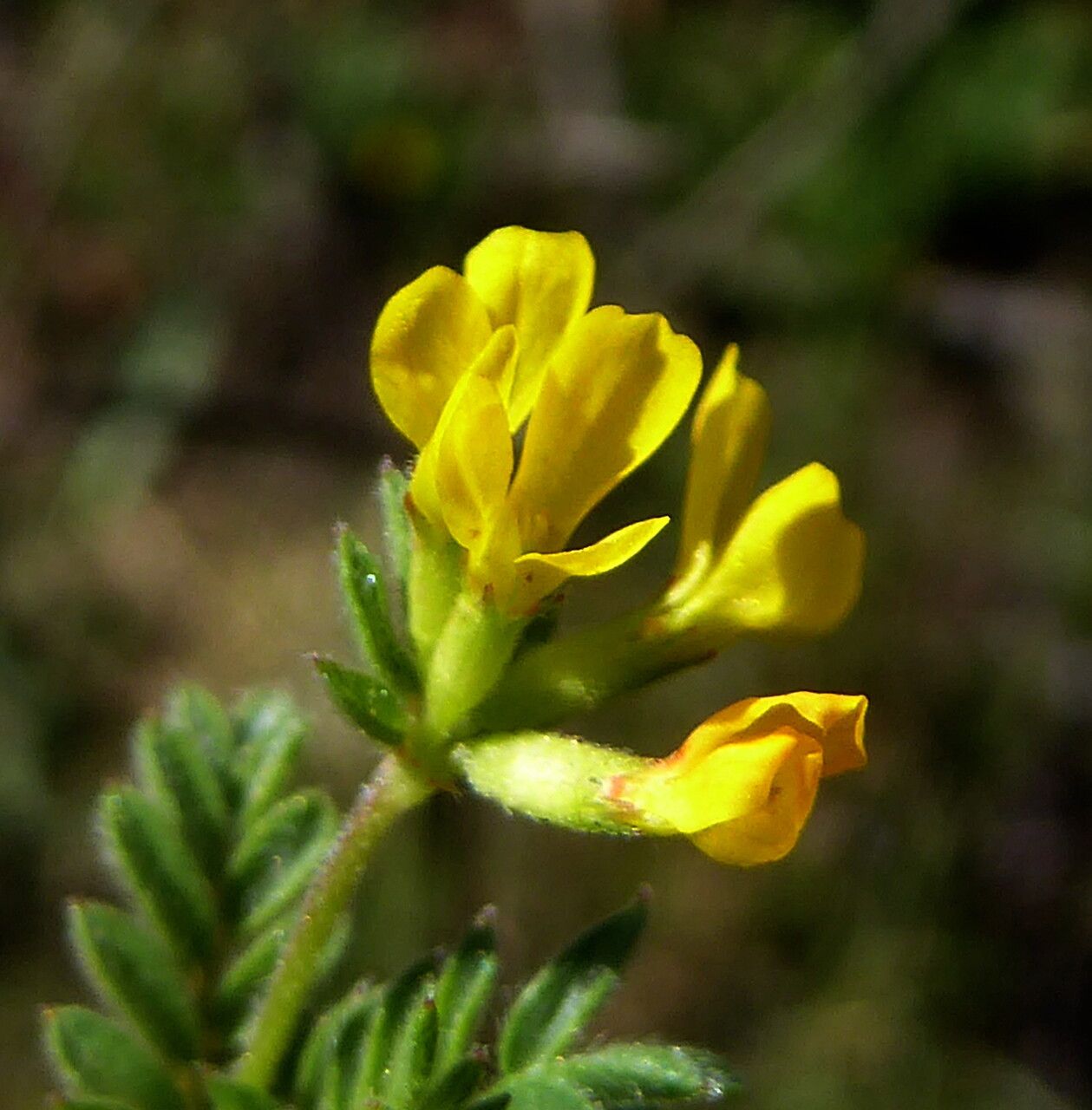 Ornithopus compressus flower