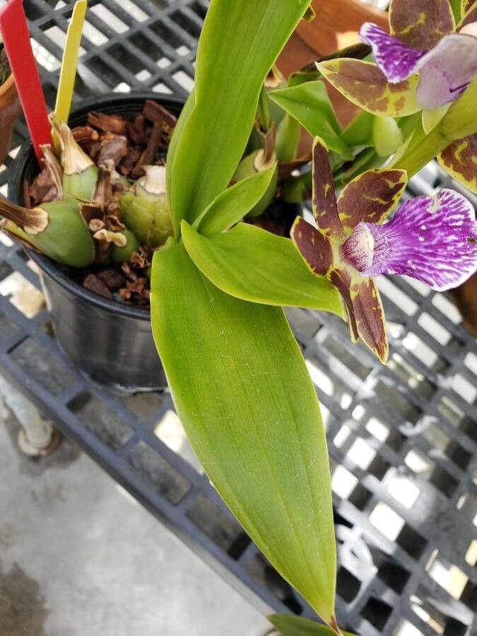 Zygopetalum crinitum — related species from the same genus