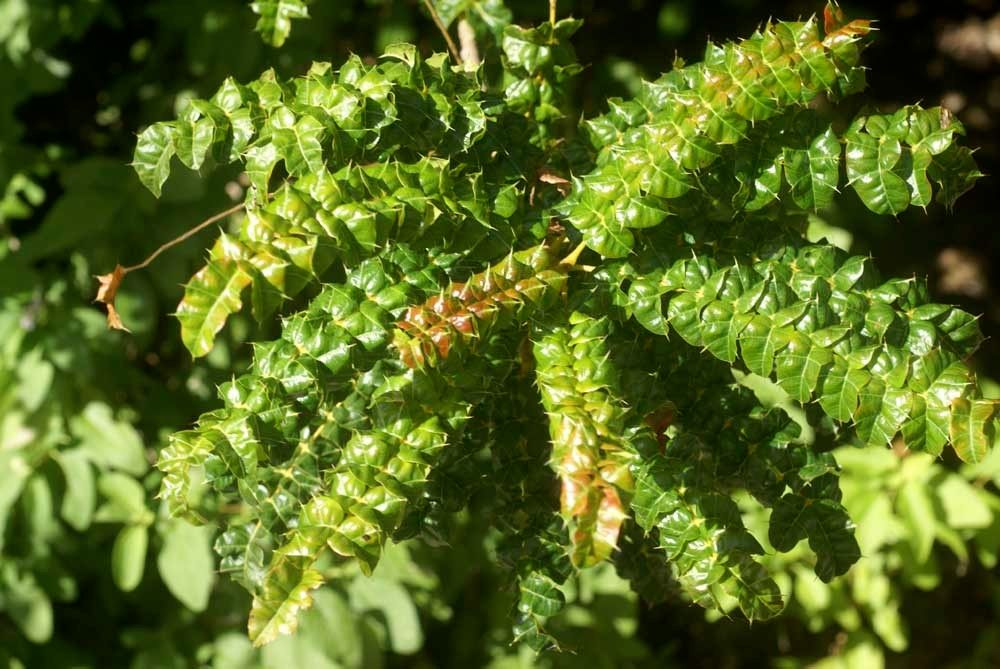Comocladia dodonaea other