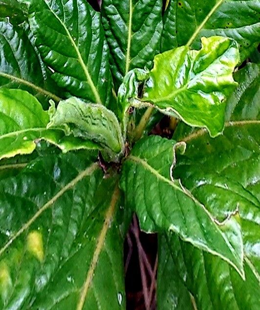 Gaertnera obovata — houseplant care guide