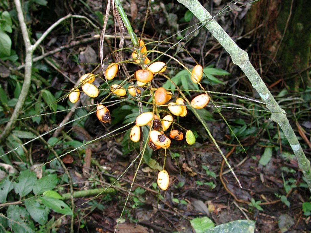 Synechanthus warscewiczianus flower