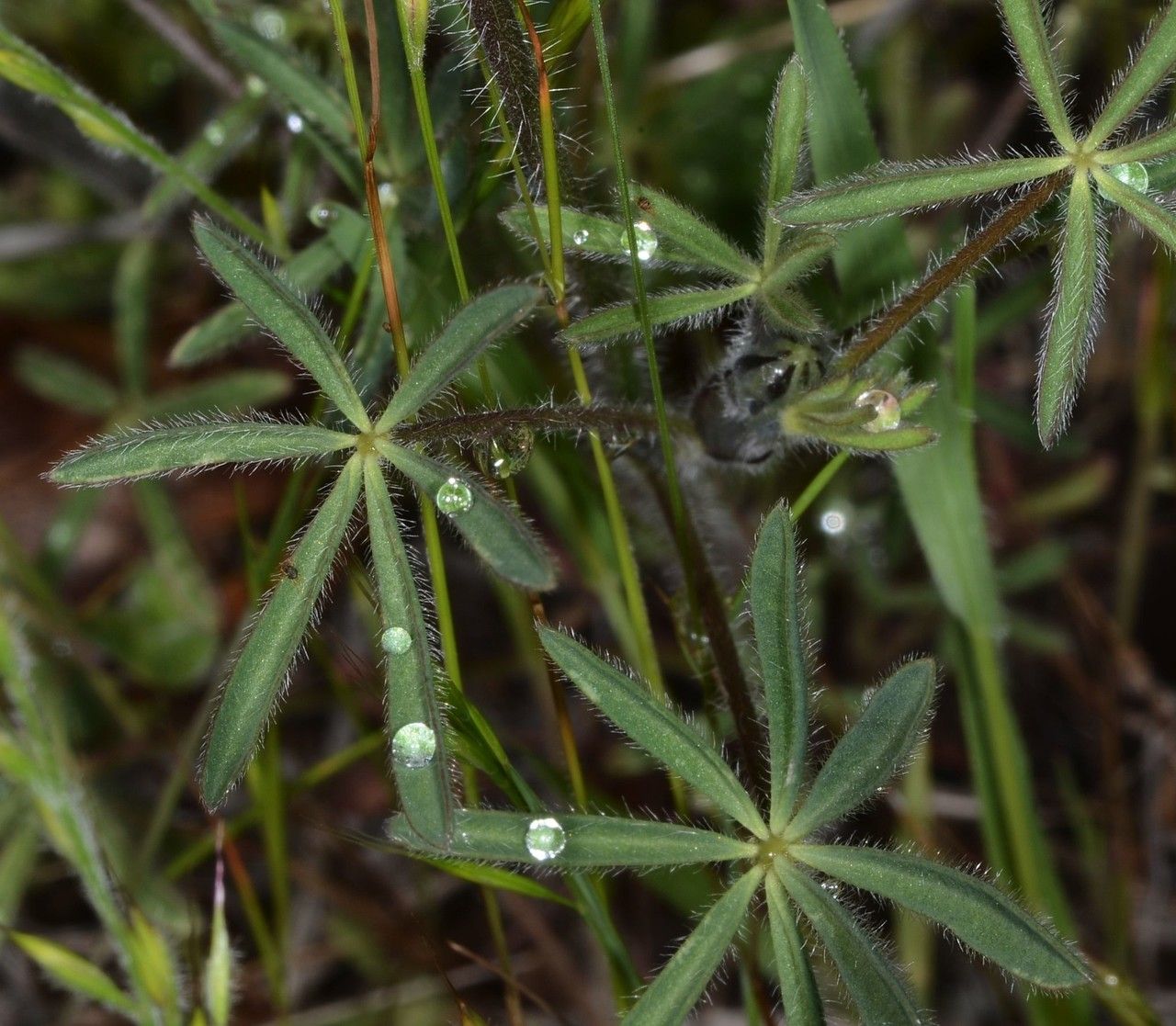 Lupinus bicolor fruit