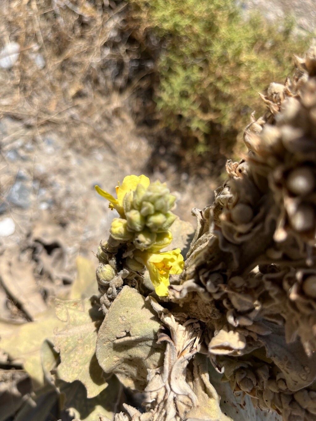 Verbascum × innominatum flower
