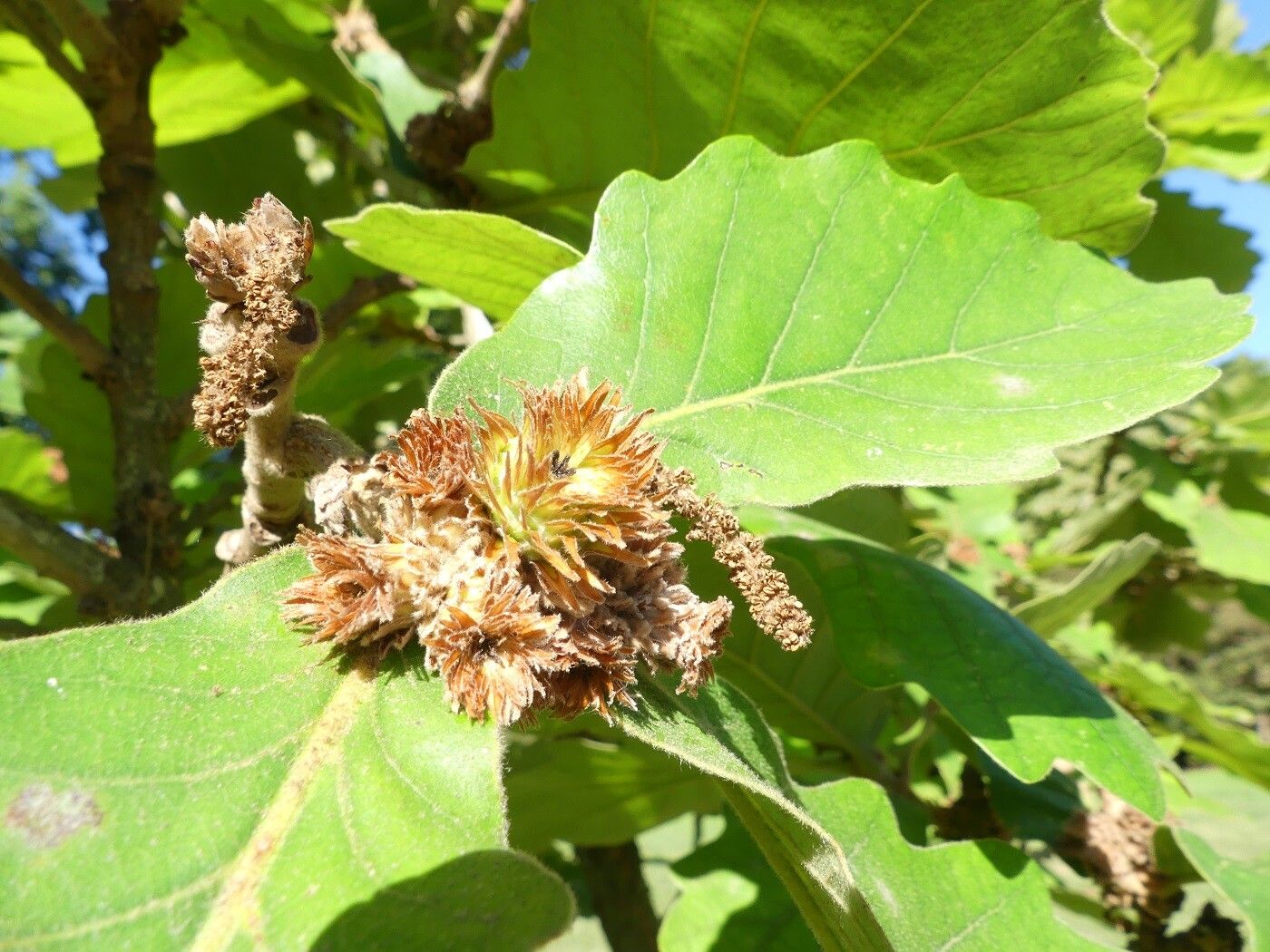 Quercus dentata flower
