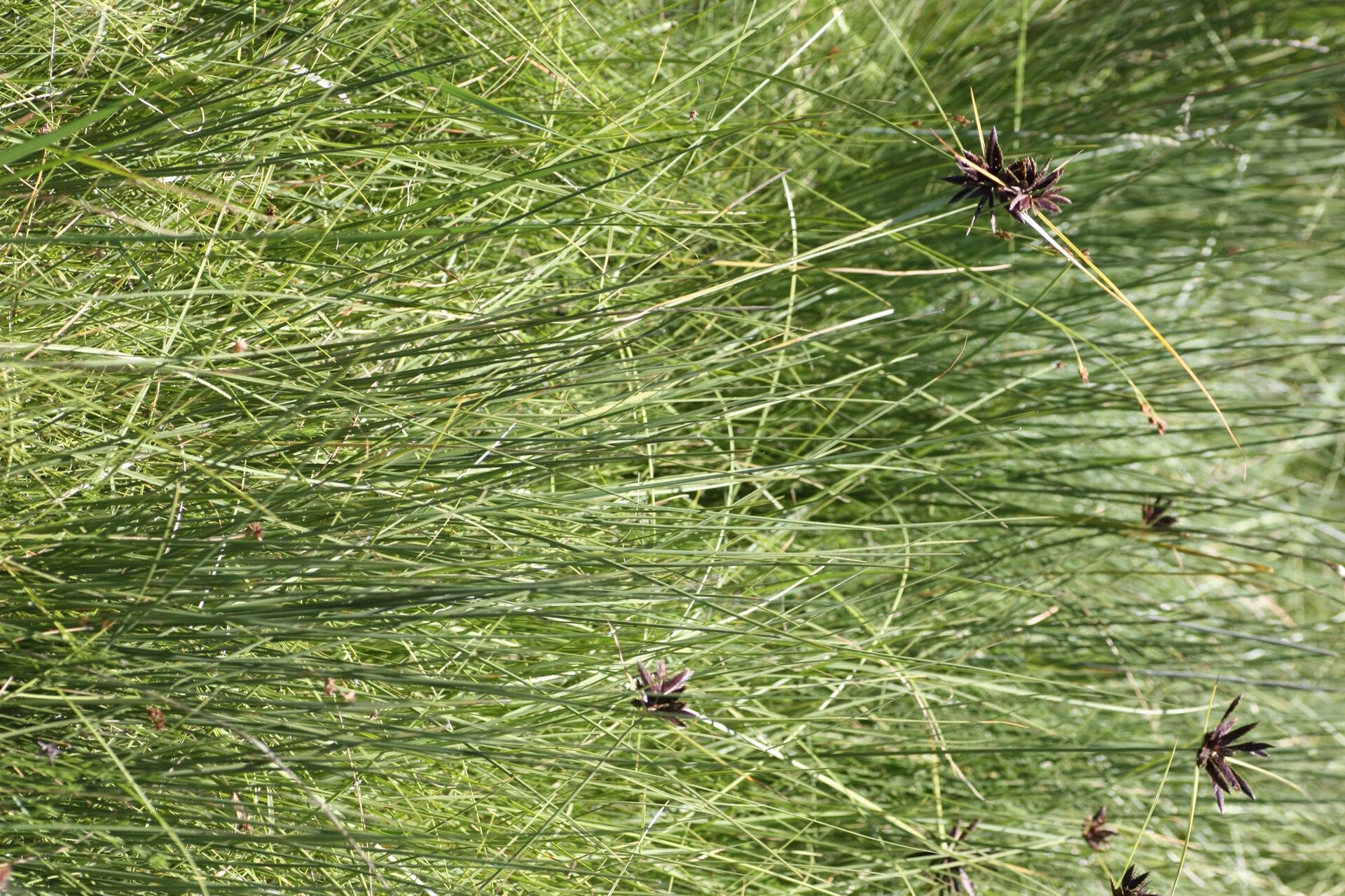 Cyperus nitidus habit