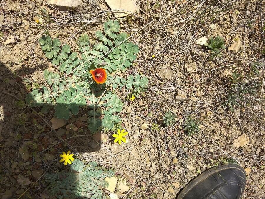Glaucium corniculatum leaf