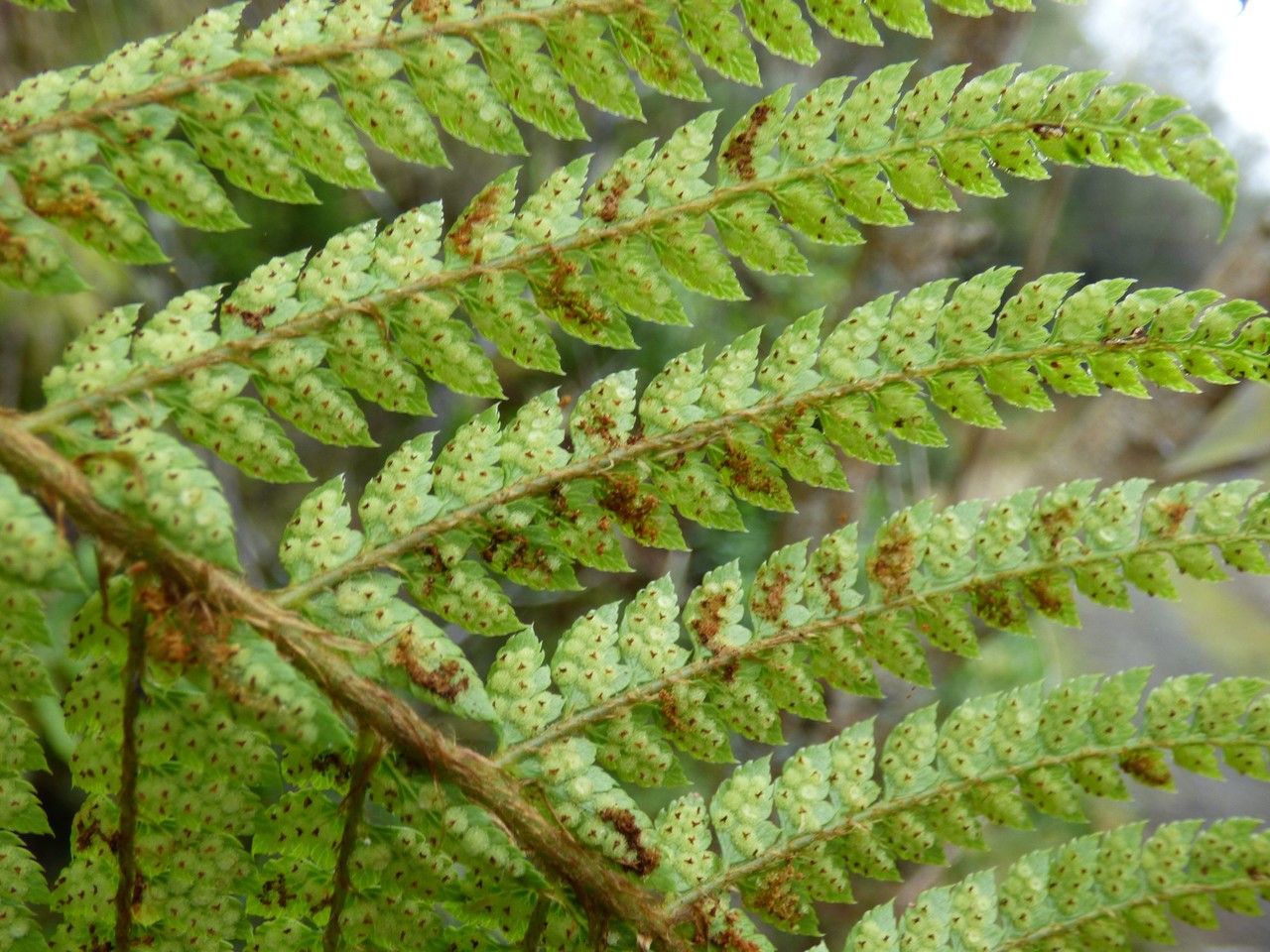 Polystichum ammifolium fruit