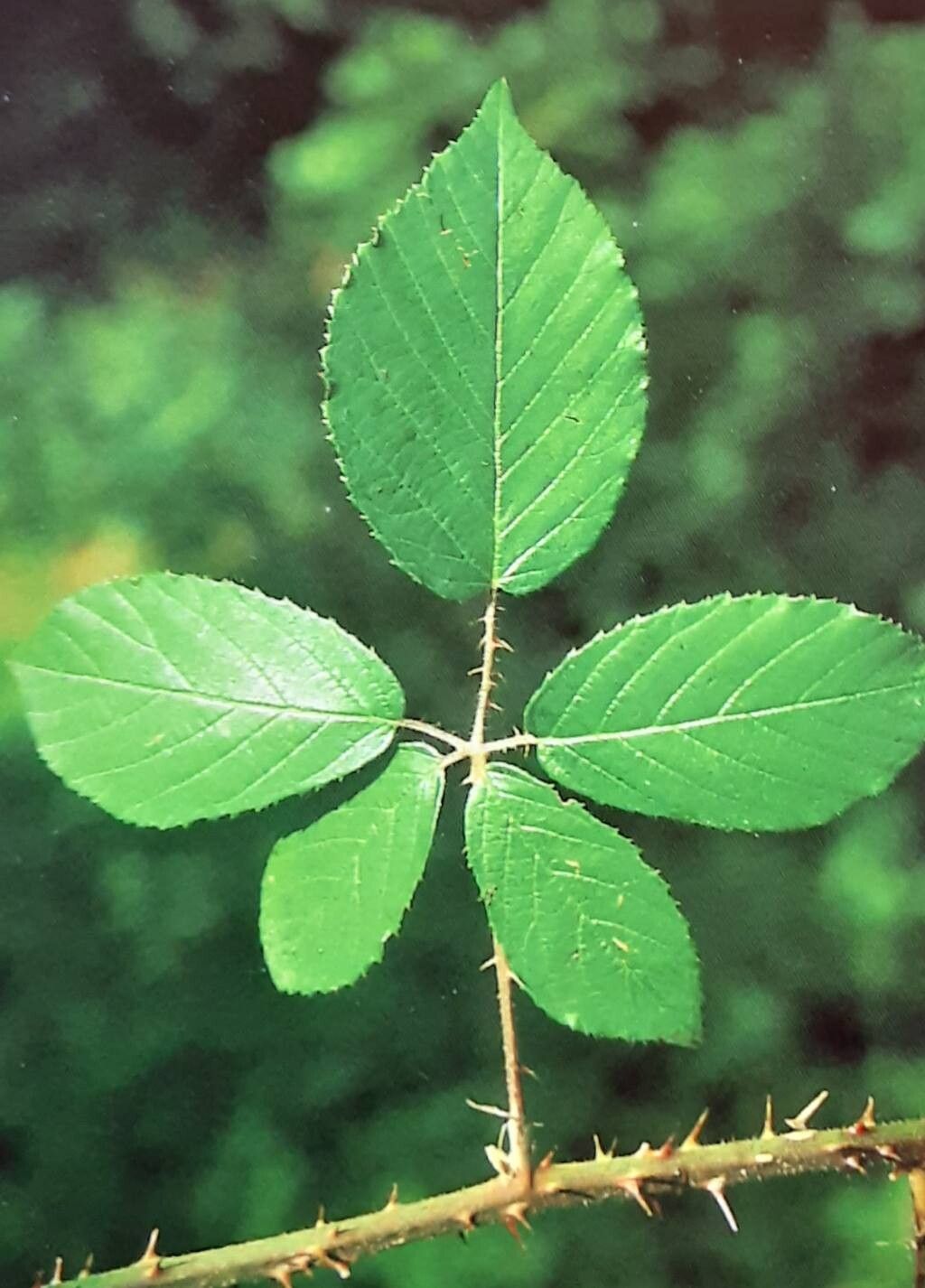 Rubus platycephalus — houseplant care guide