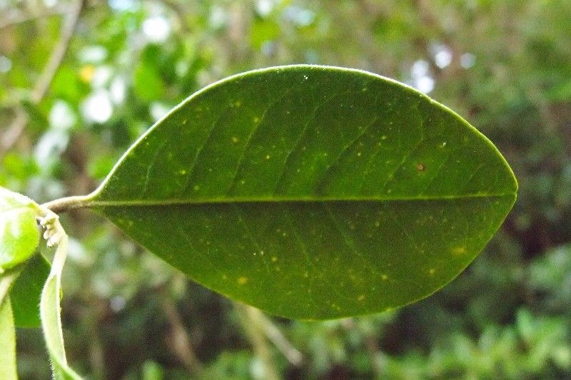 Turraea ovata leaf