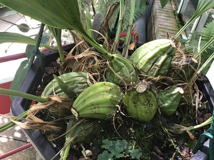 Stanhopea tigrina bark