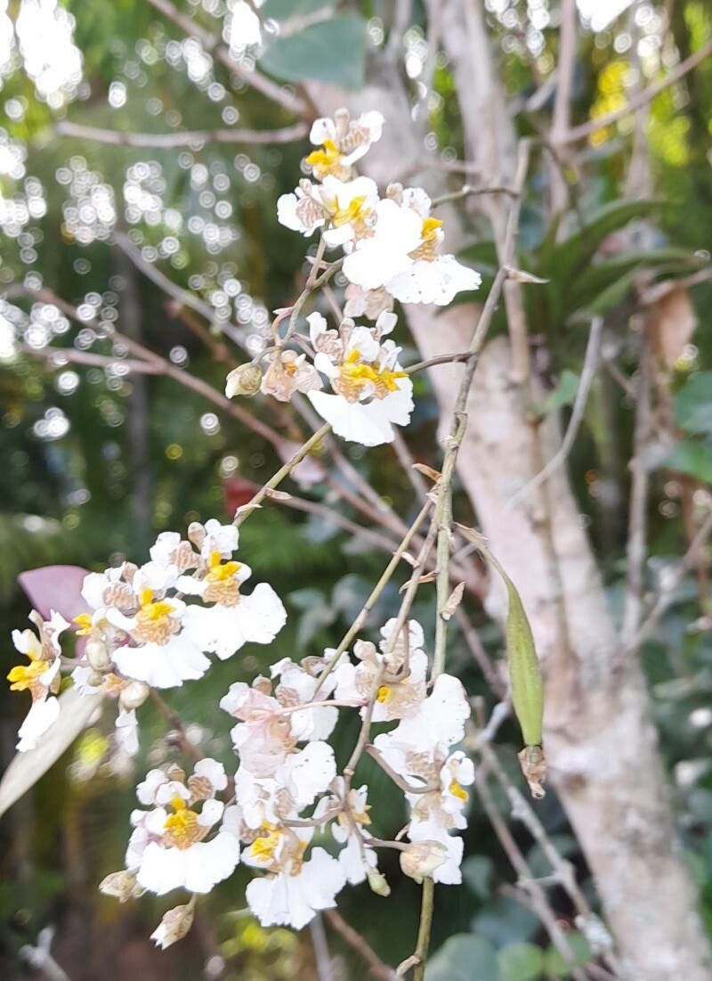 Tolumnia variegata flower