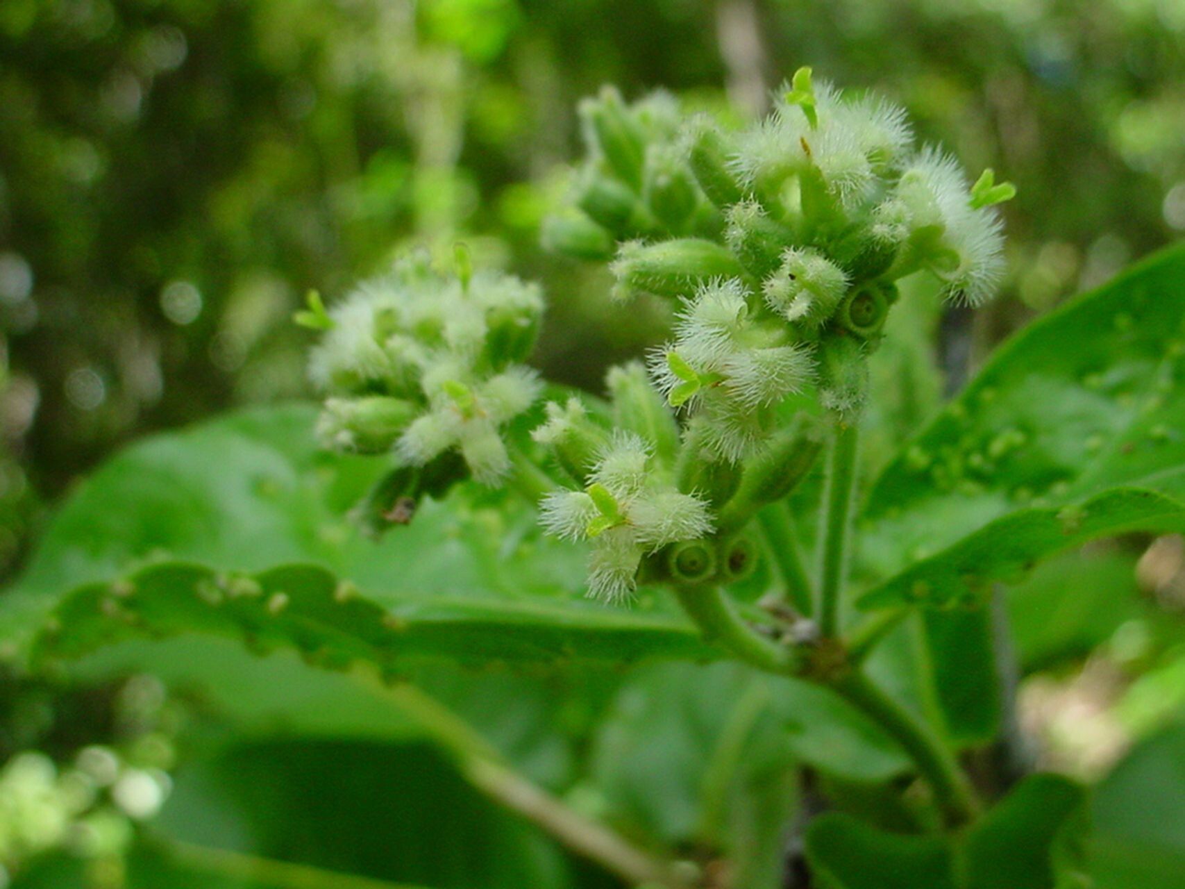 Gynochthodes candollei — related species from the same genus