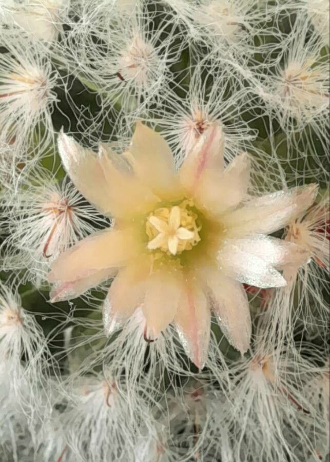 Mammillaria bocasana flower