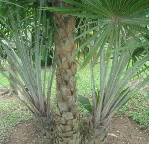 Copernicia glabrescens — search result for 'Copernicia'