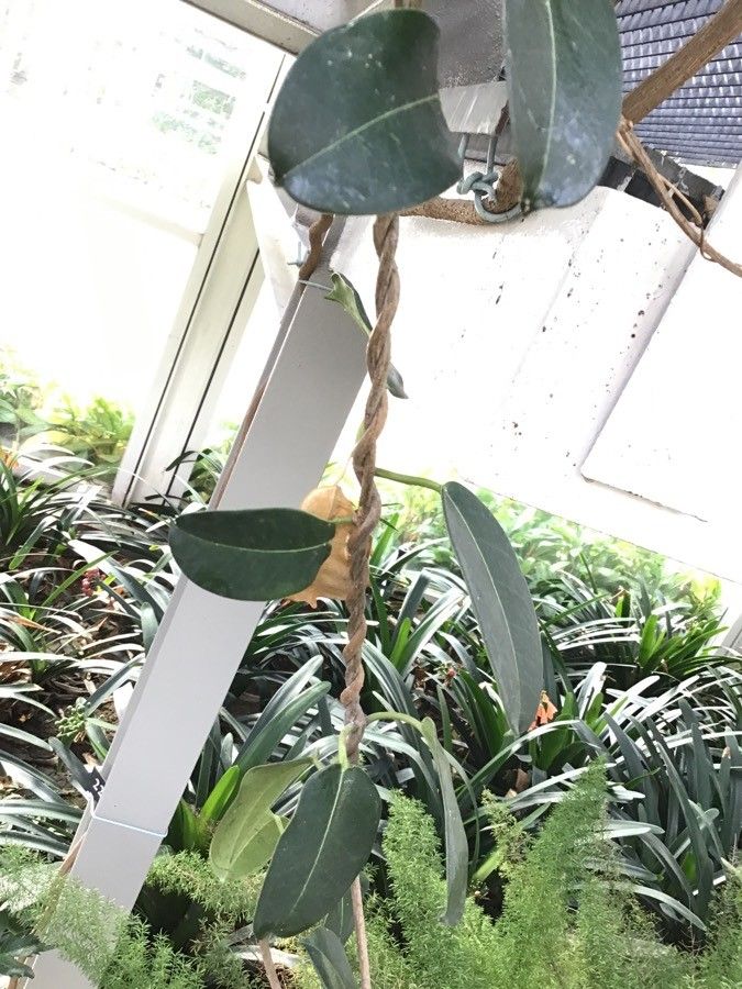 Dregea floribunda bark