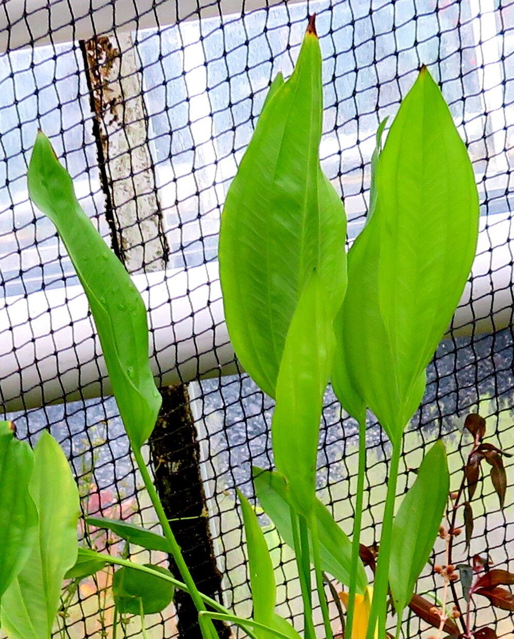 Echinodorus subalatus — houseplant care guide