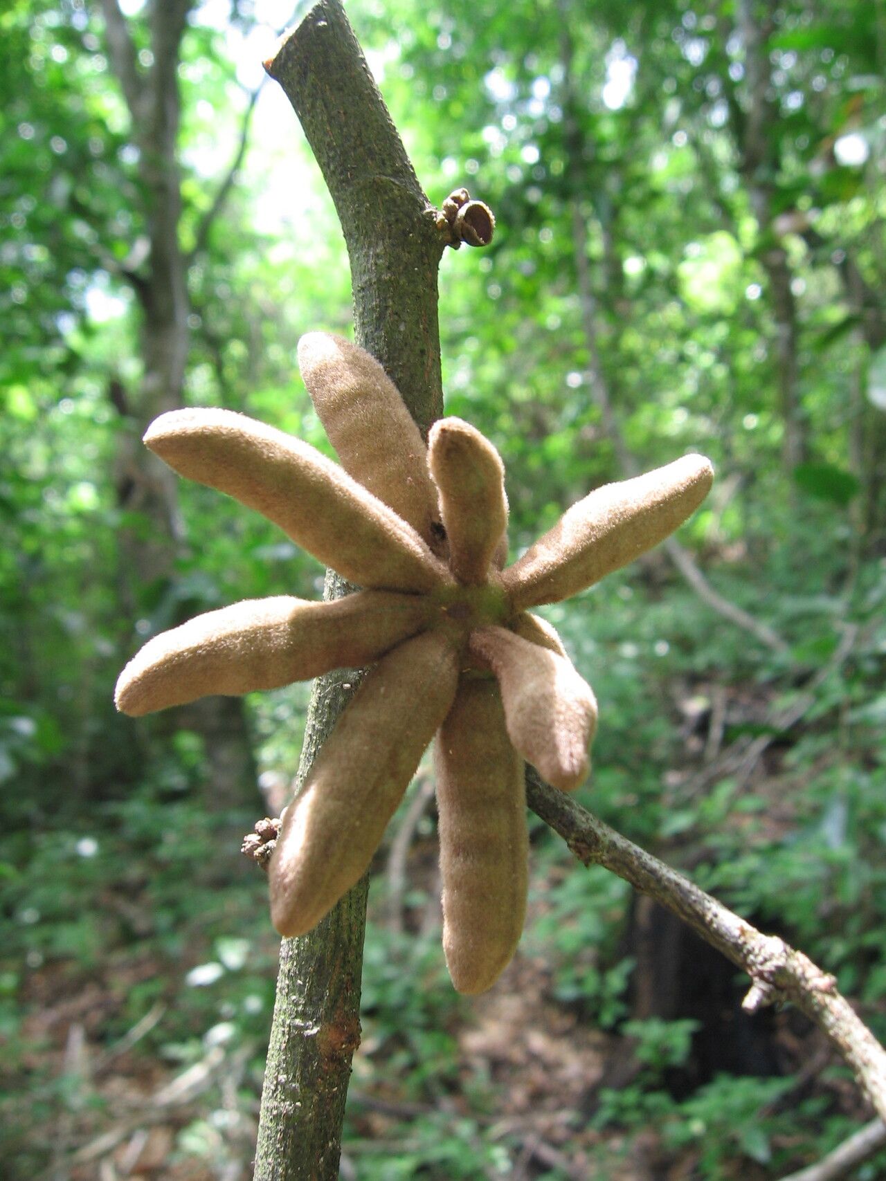 Uvariodendron mbagoi fruit