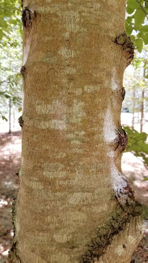 Nothofagus alessandrii bark