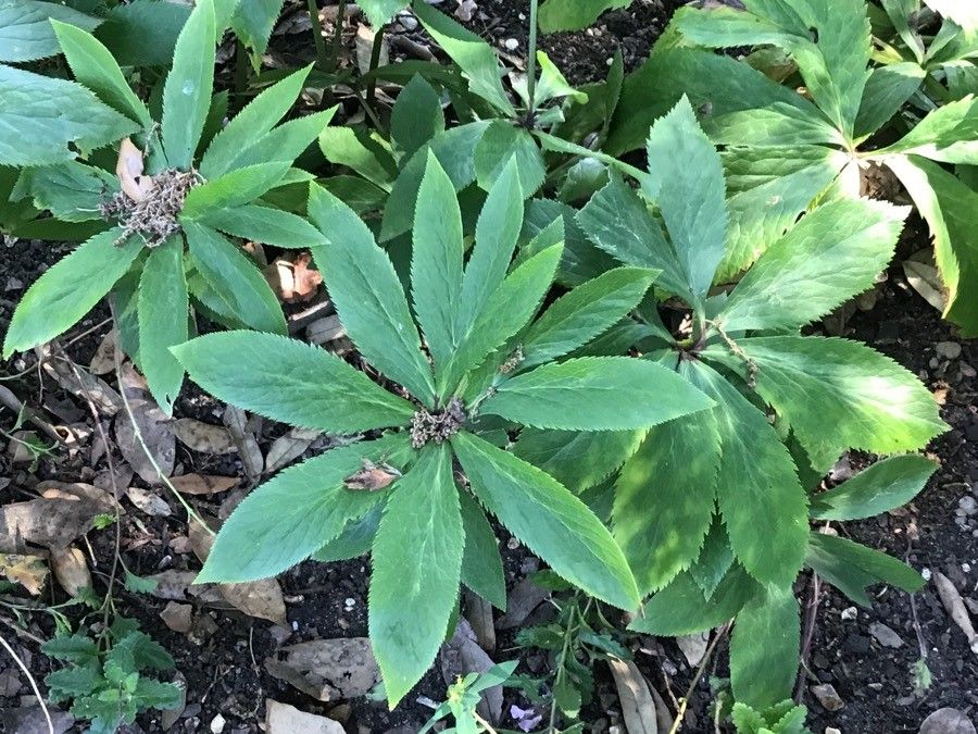 Helleborus cyclophyllus