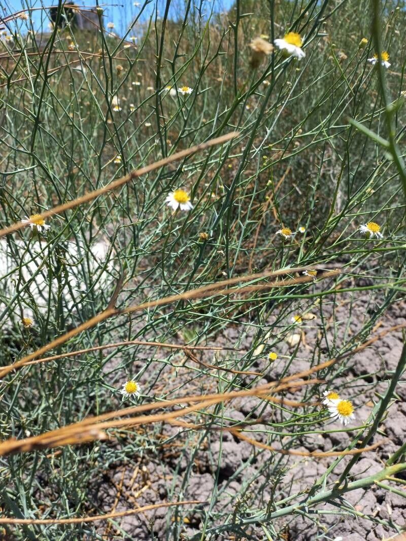 Chloracantha spinosa habit