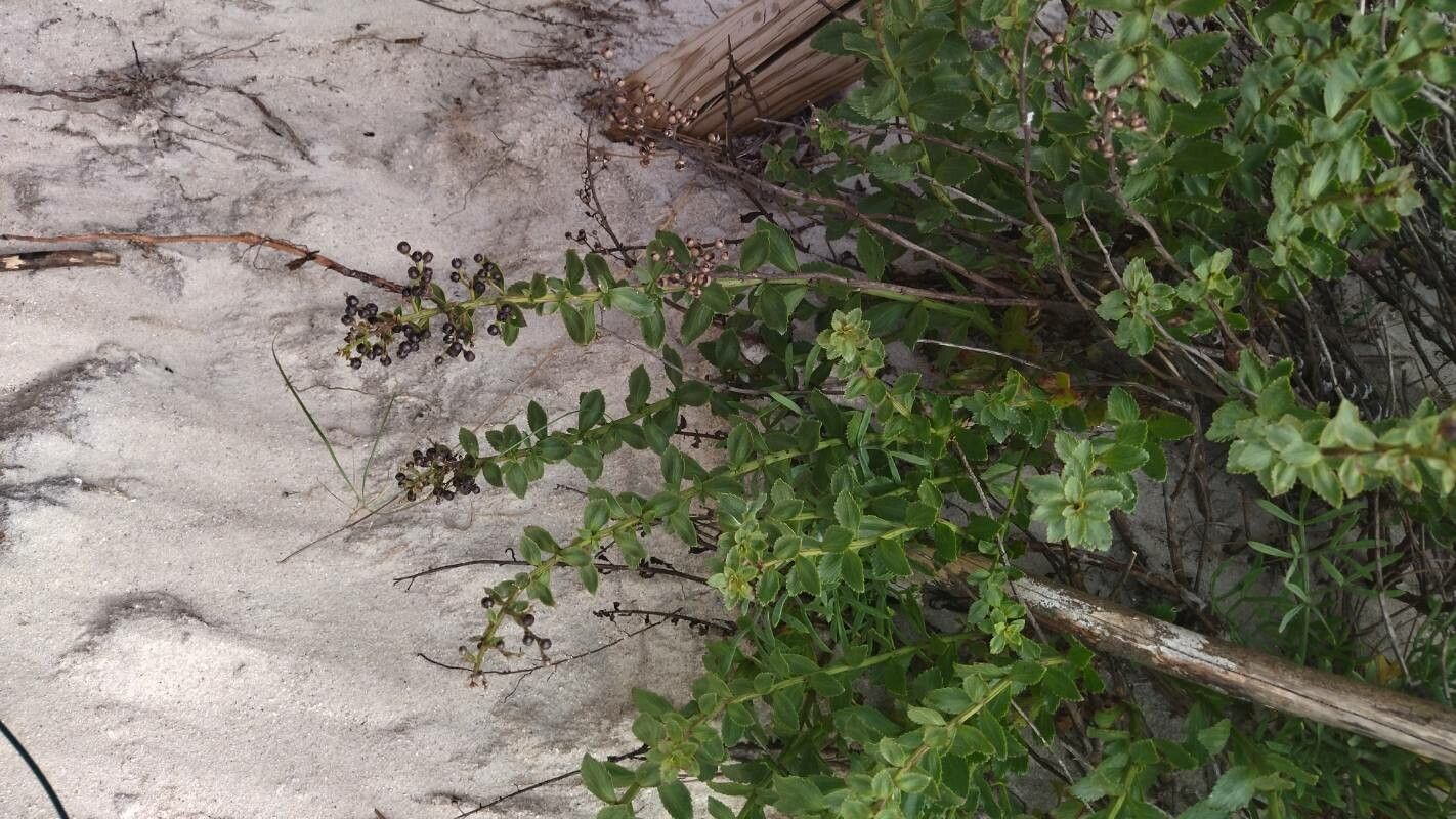 Scrophularia frutescens fruit