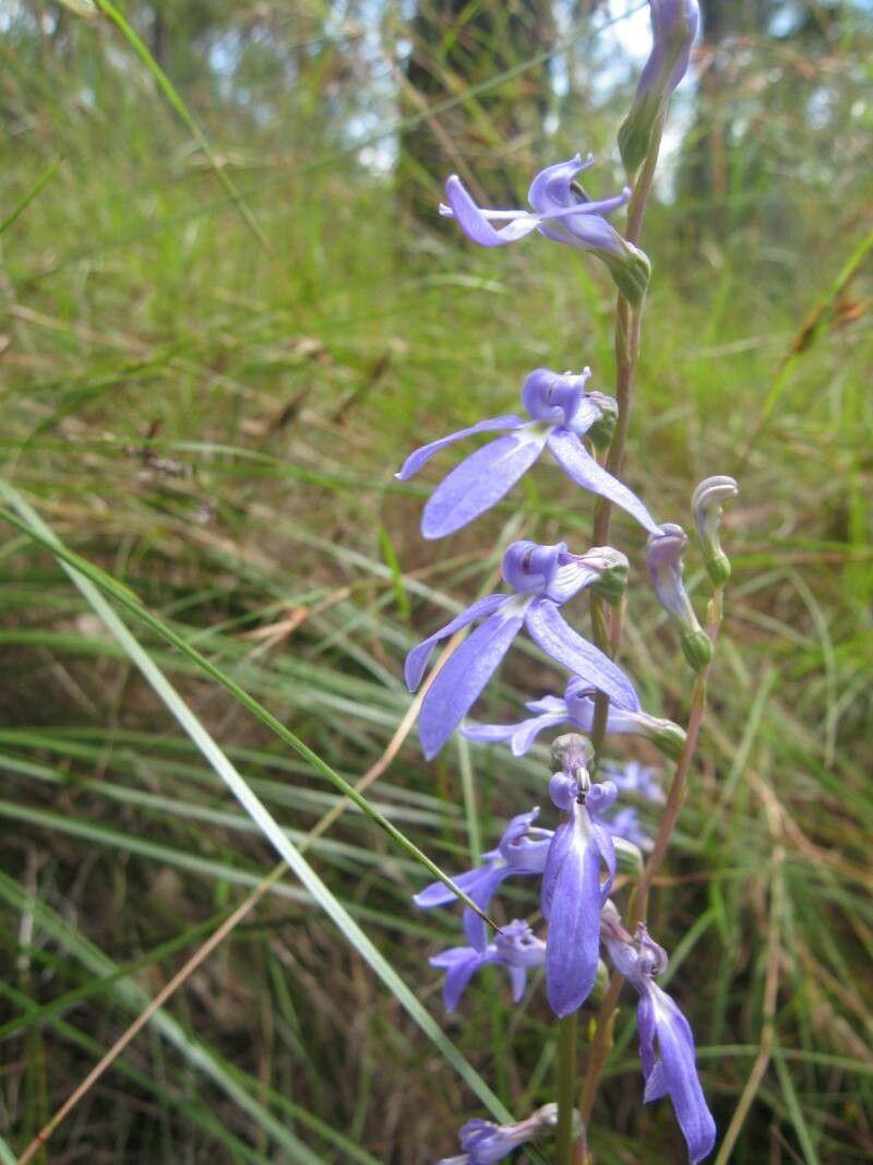 Lobelia dentata flower