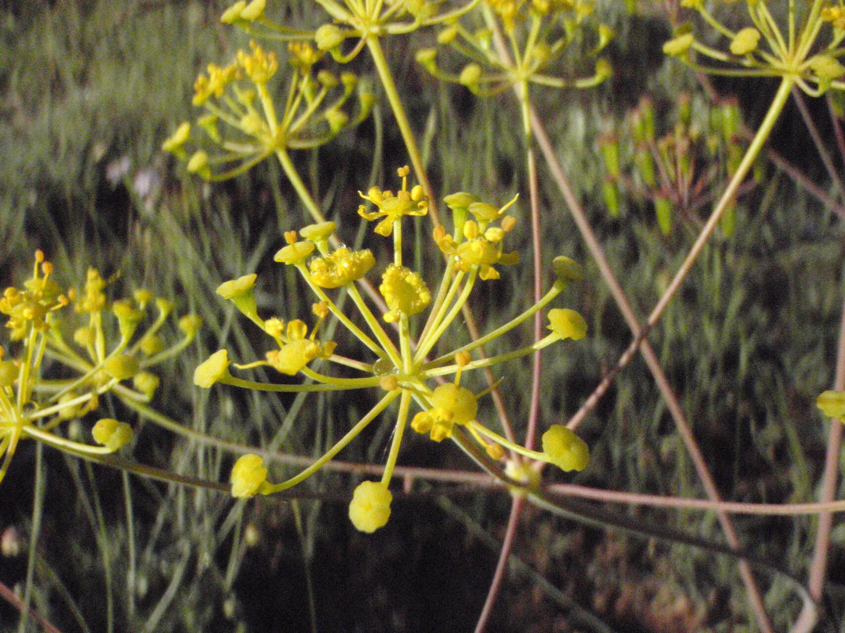 Thapsia minor flower