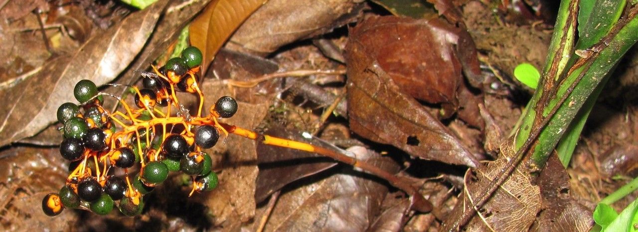 Chamaedorea binderi other