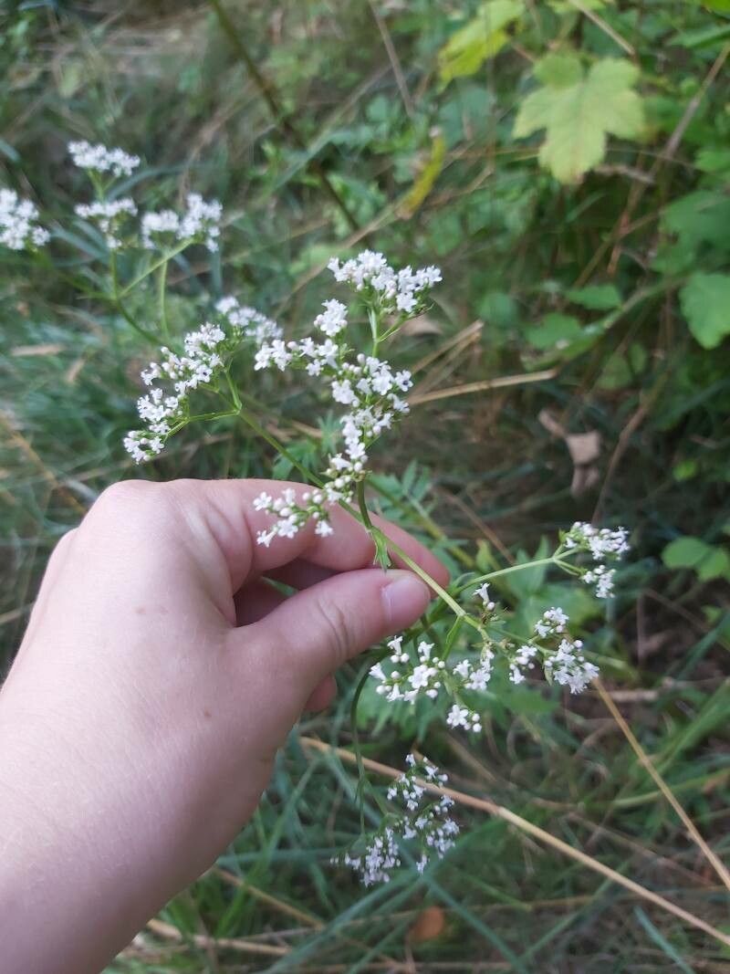 Valeriana sambucifolia — search result for 'Valeriana'