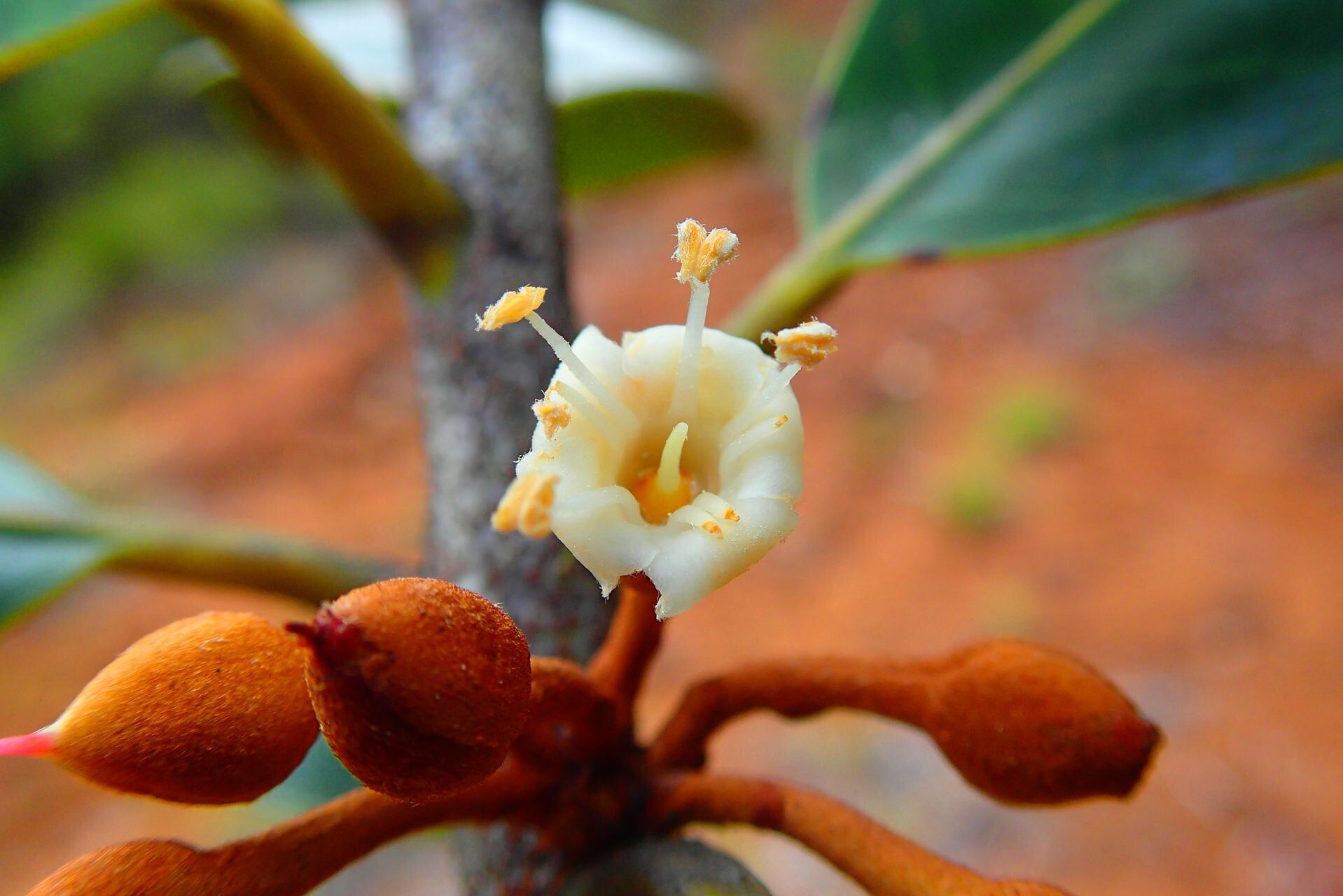 Pycnandra schmidii flower
