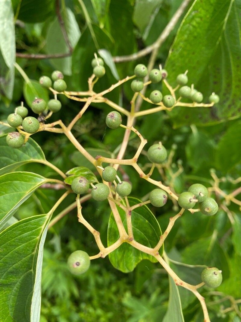 Cornus controversa fruit