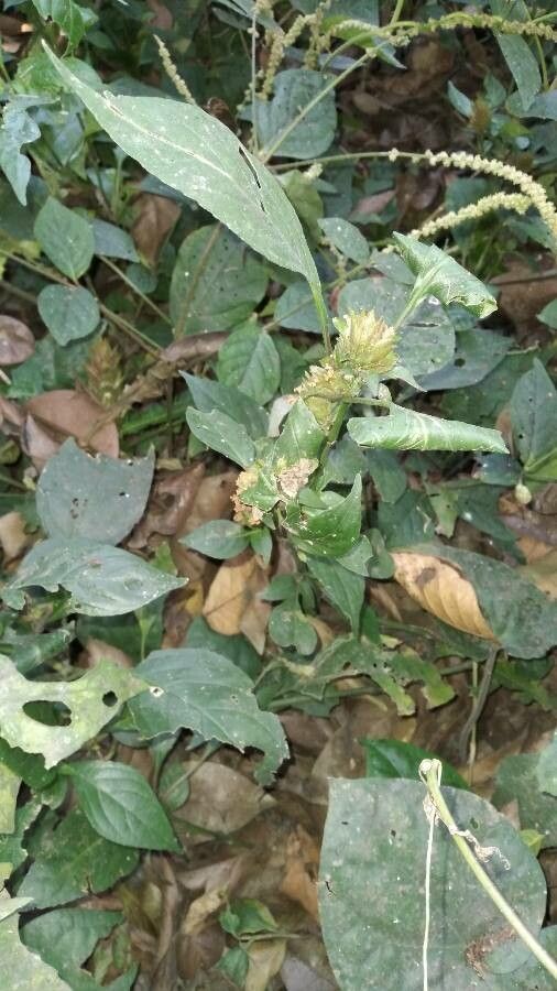 Phaulopsis imbricata flower