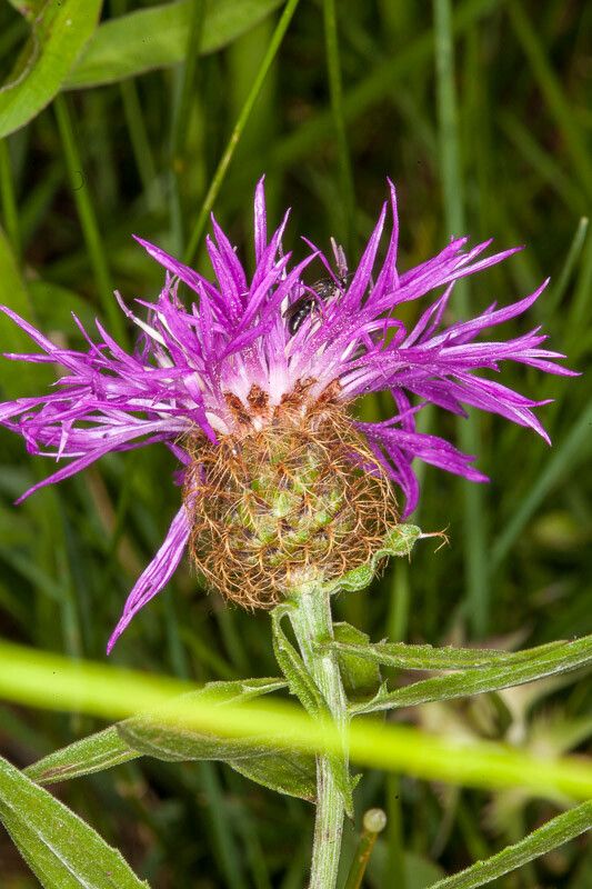 Centaurea rhaetica flower