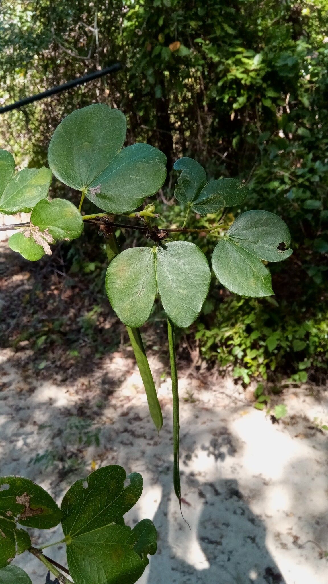 Bauhinia podopetala leaf