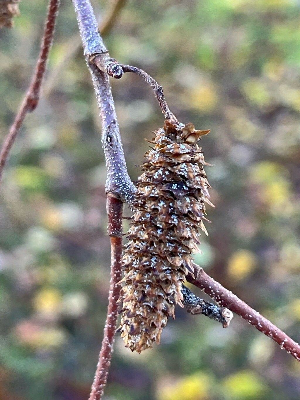 Betula chinensis — search result for 'Betula'
