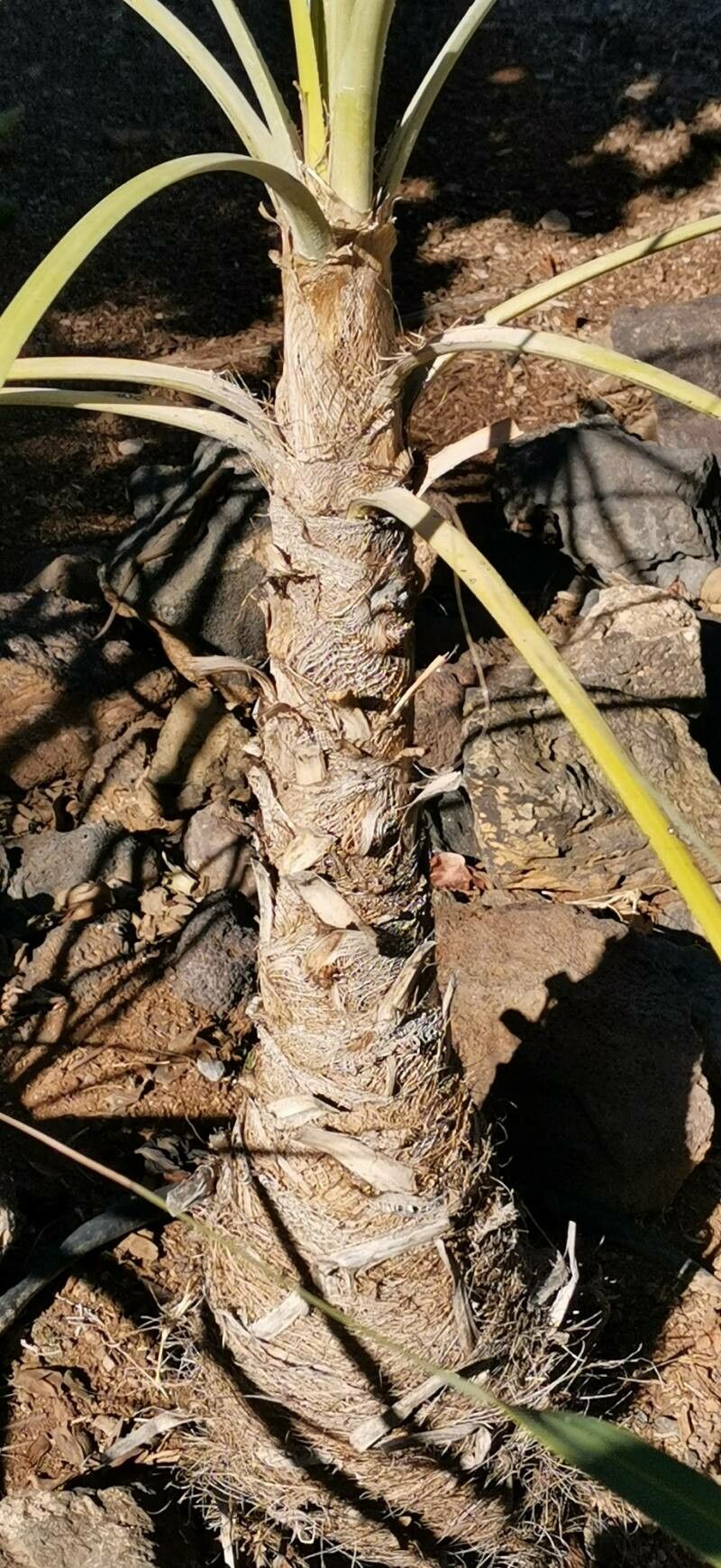 Coccothrinax gracilis bark