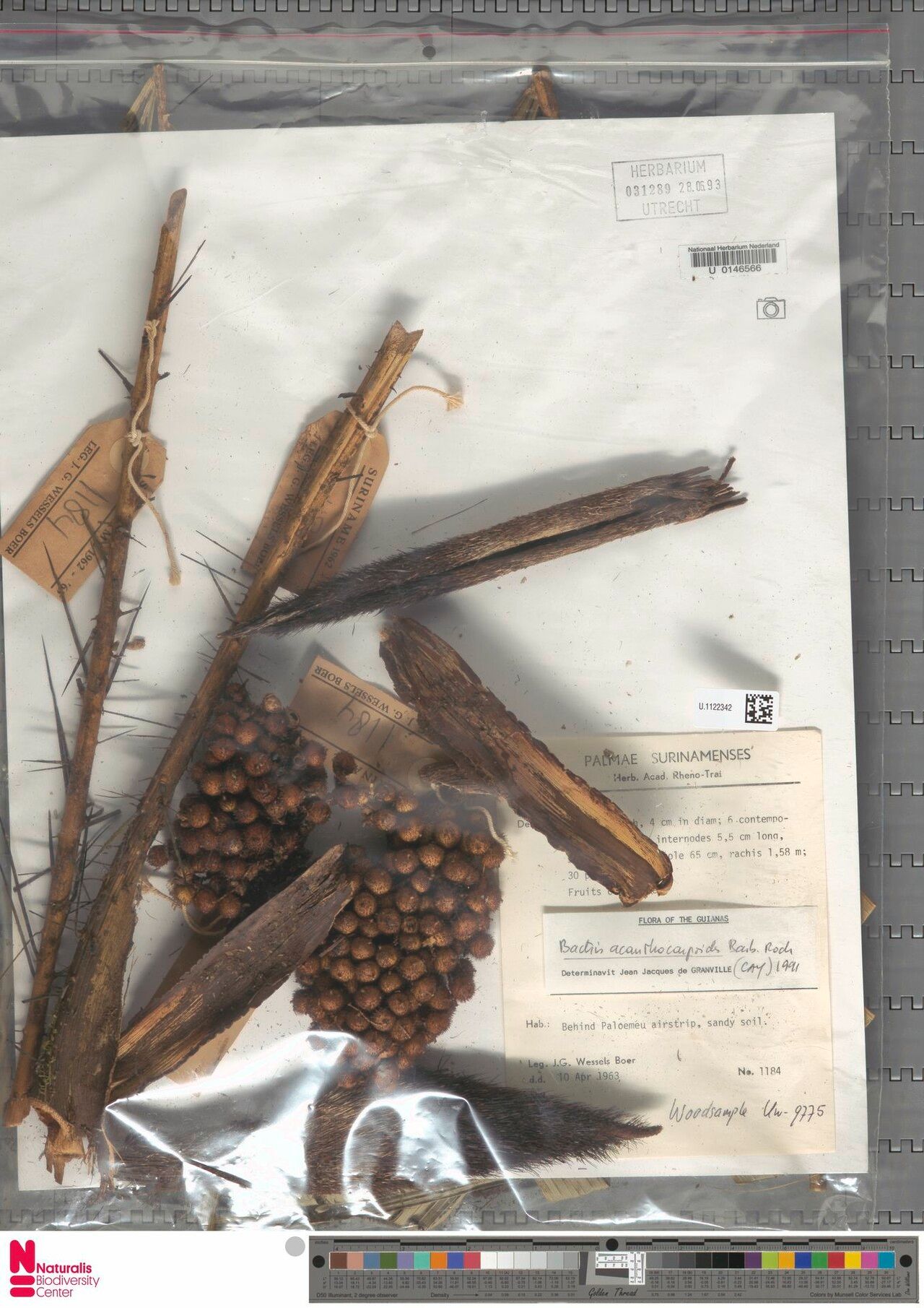 Bactris acanthocarpoides fruit