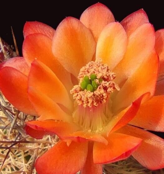 Echinocereus pacificus flower