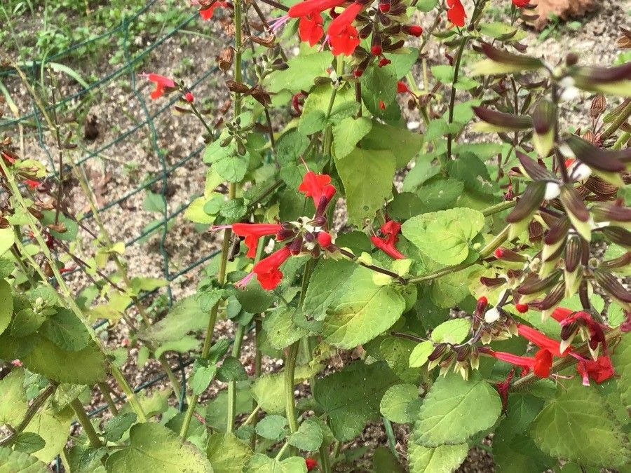 Salvia fulgens flower