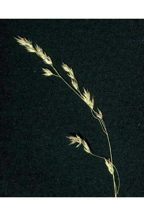Poa leptocoma — search result for 'Poa'
