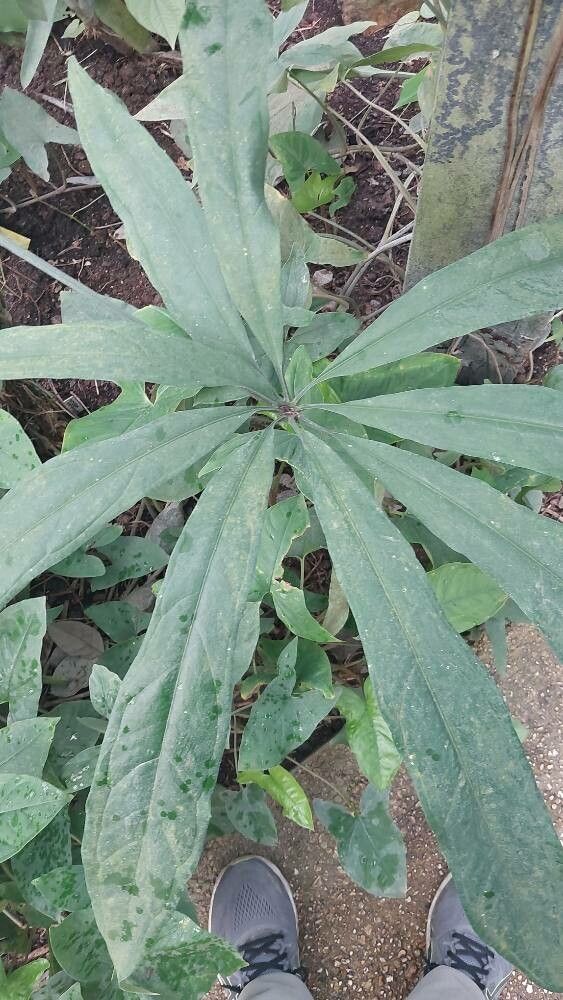 Anthurium pentaphyllum — search result for 'Anthurium'