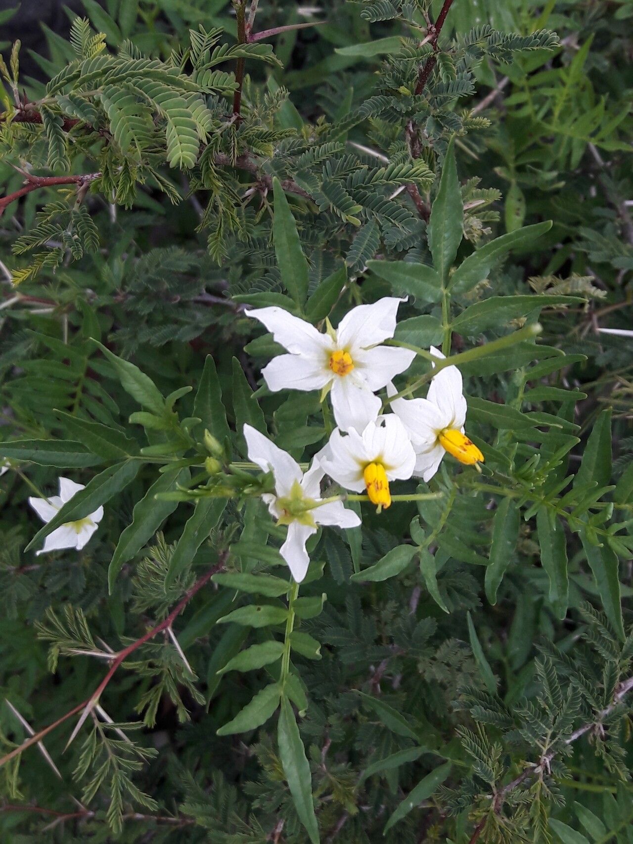 Solanum pinnatisectum — houseplant care guide