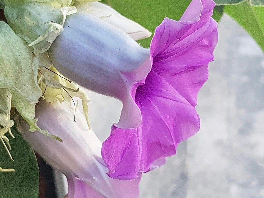 Argyreia nervosa flower