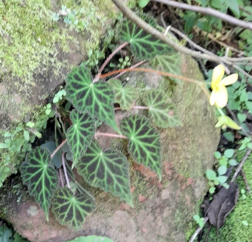 Begonia chrysantha habit
