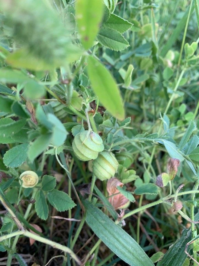 Medicago scutellata — search result for 'Medicago'