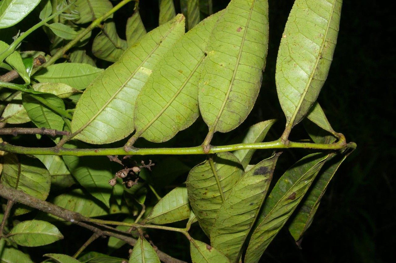 Zanthoxylum acuminatum leaf