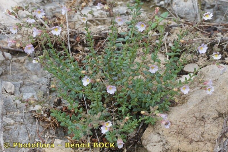 Chaenorhinum robustum habit