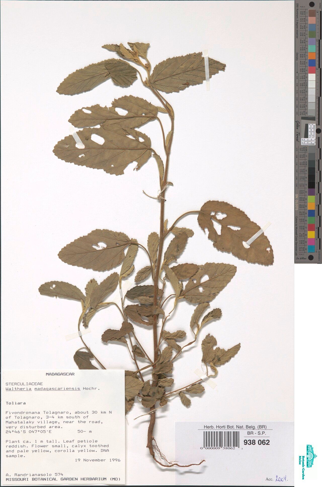 Waltheria madagascariensis — related species from the same genus